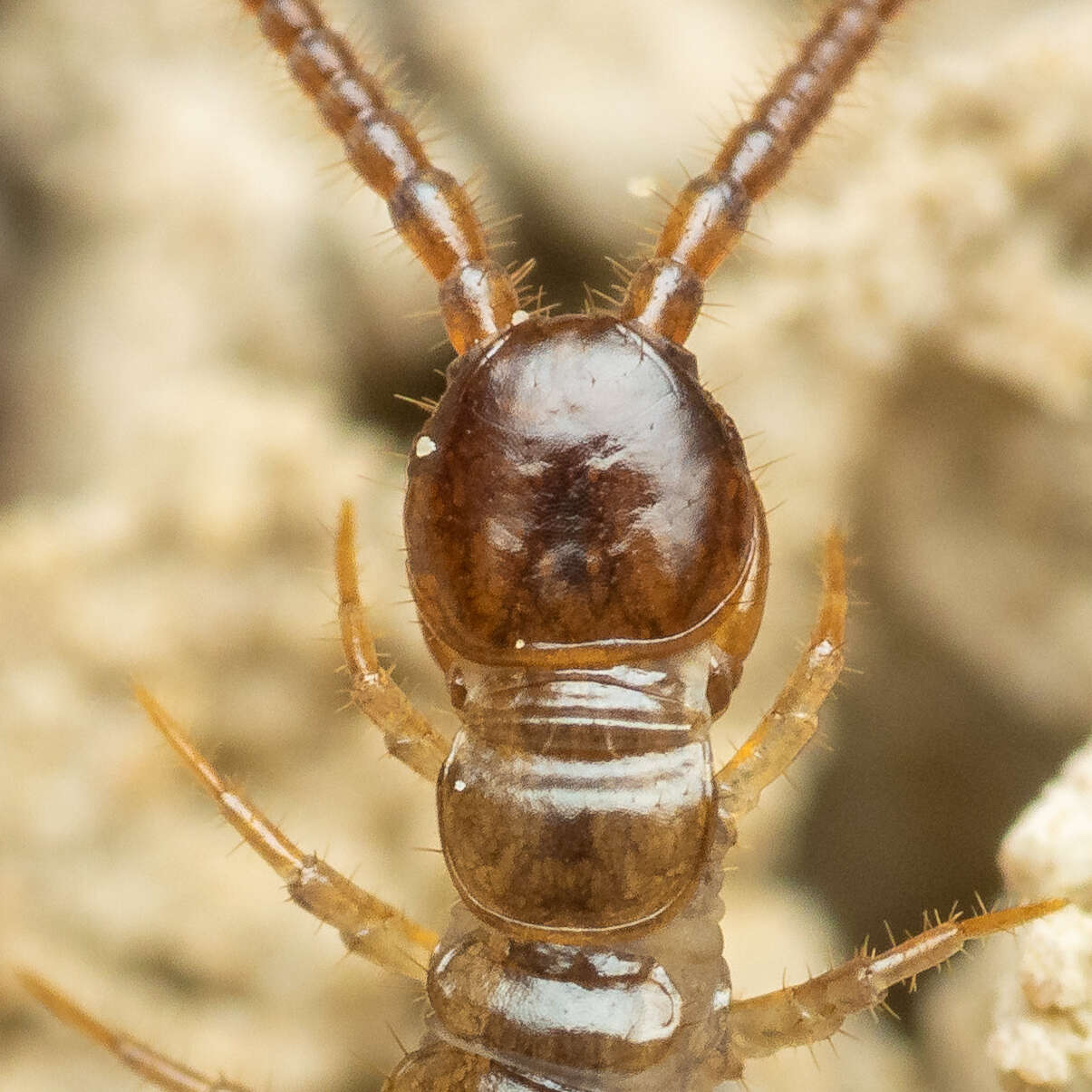 Image de Lithobius calcaratus C. L. Koch 1844