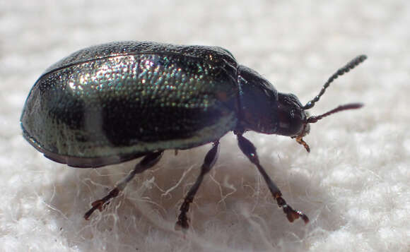 Sivun Plagiodera (Plagiomorpha) californica (Rogers 1856) kuva