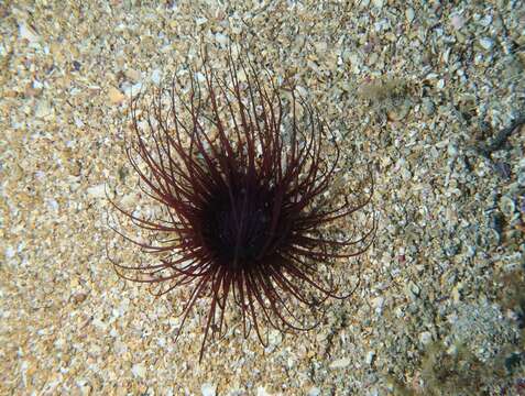 Image of Mediterranean cerianthid