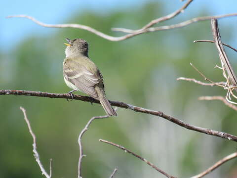 Image of Willow Flycatcher