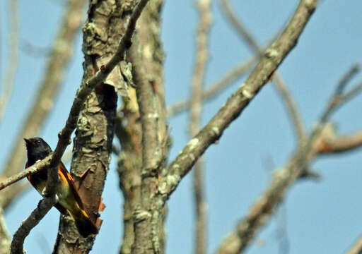 Image of American Redstart