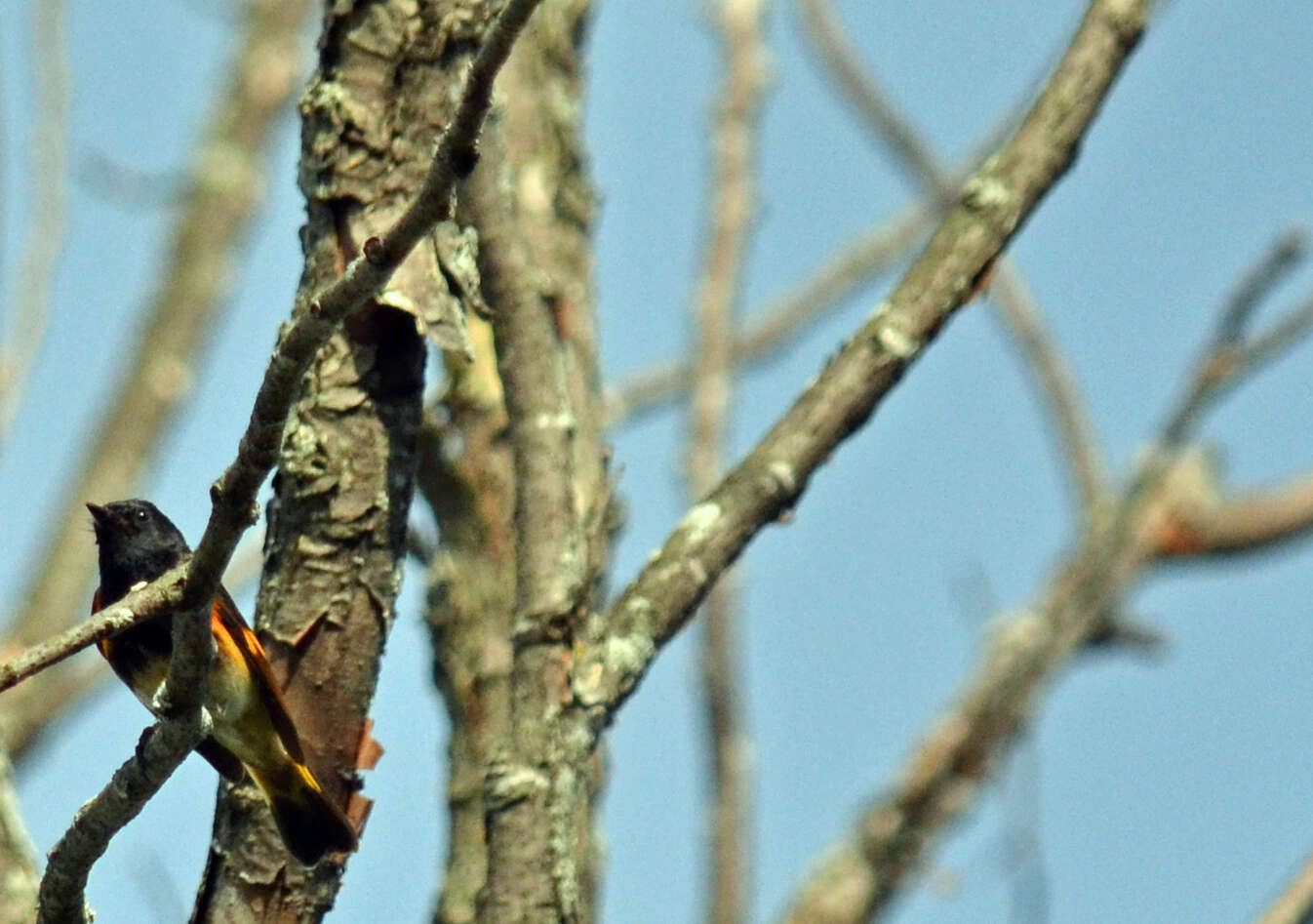Image of American Redstart