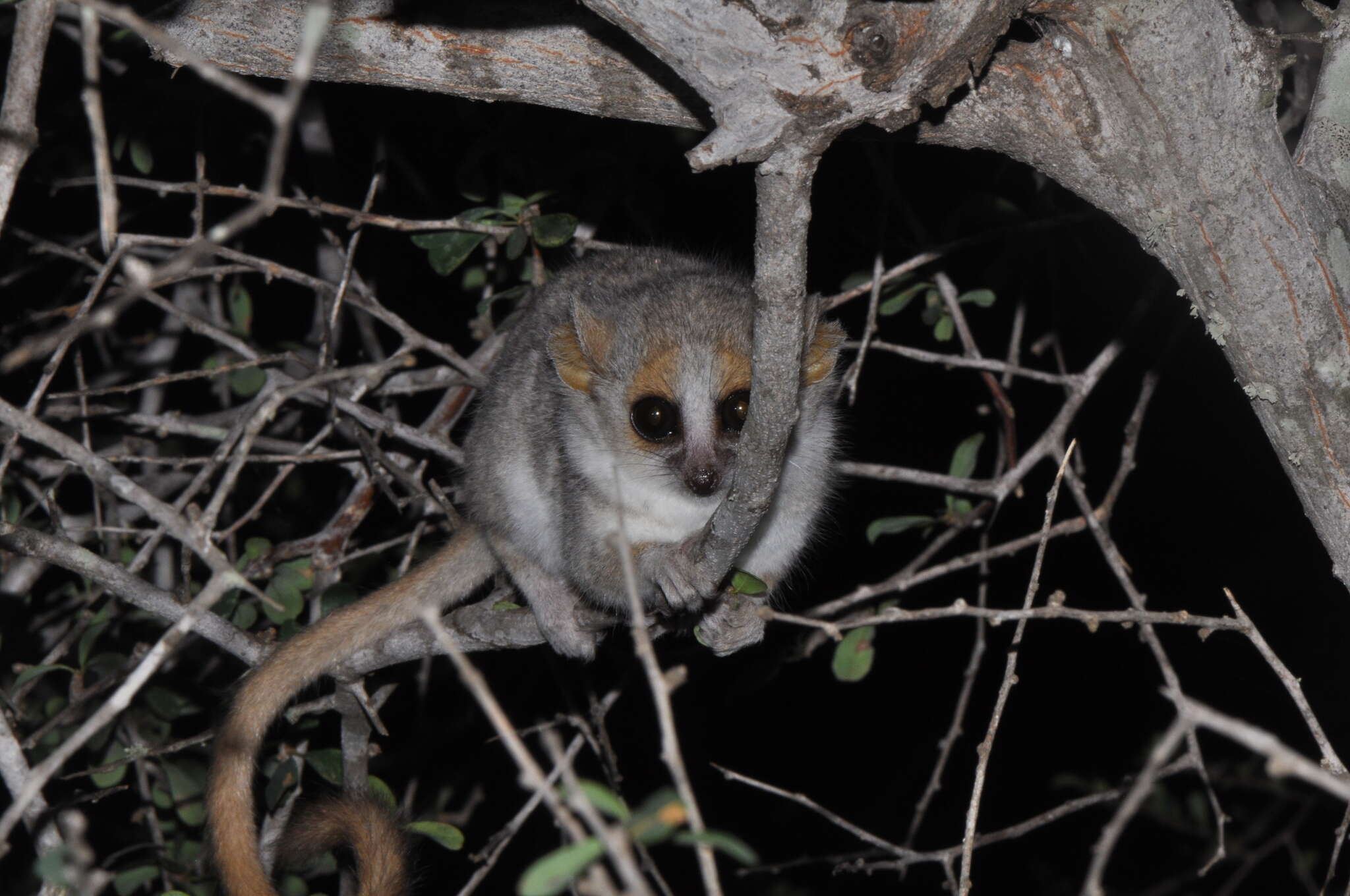 Image of Gray-brown Mouse Lemur