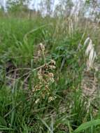 Image of Northern Sweet Vernal Grass