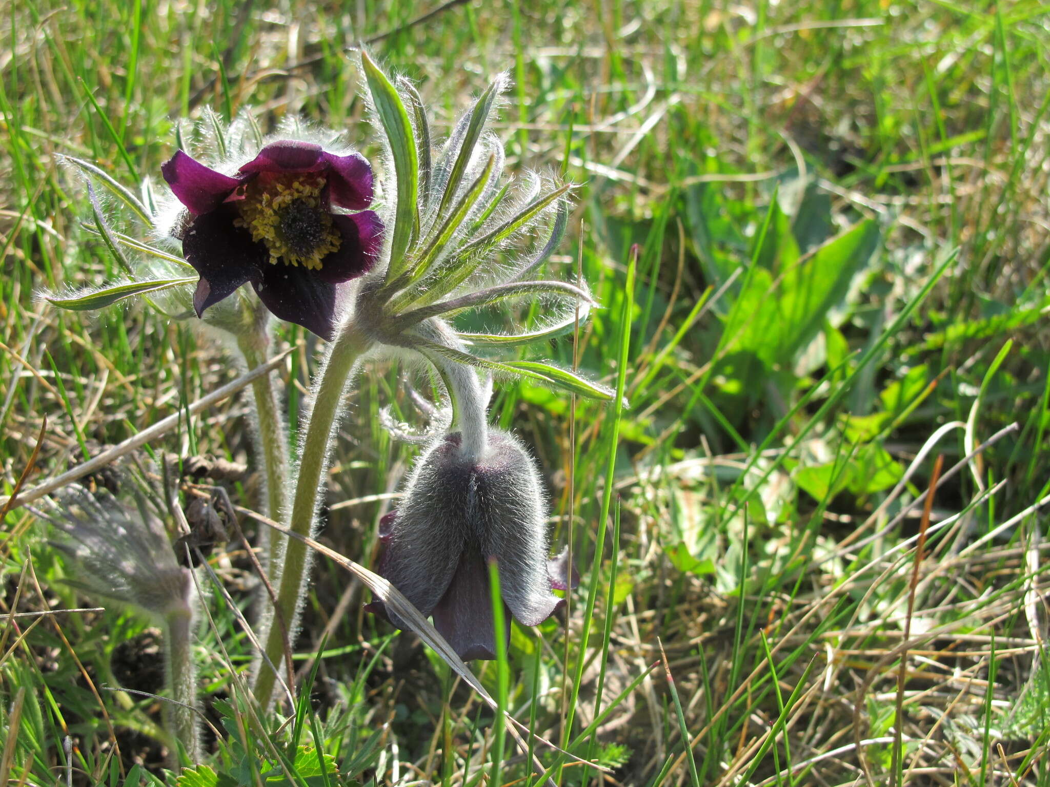 Image of Pulsatilla pratensis subsp. hungarica Soó