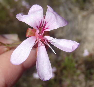 Image of Pelargonium ovale (Burm. fil.) L'Her.