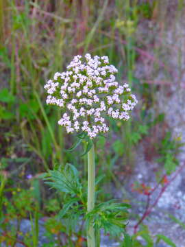 Plancia ëd Centranthus calcitrapae var. calcitrapae