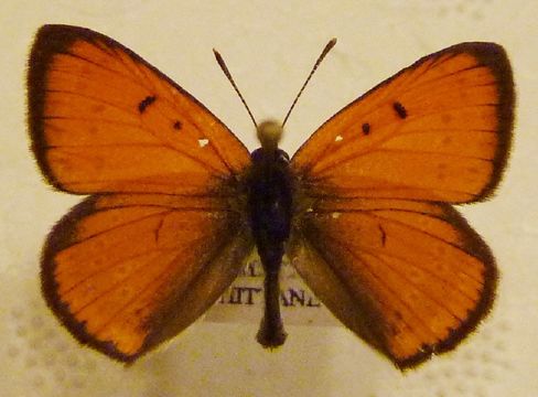 Image of Large Copper
