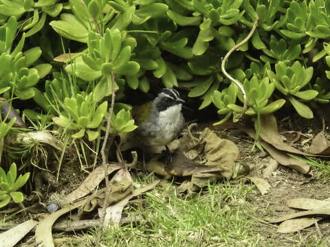 Image of Grey-browed Brushfinch