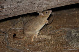 Image of Brush-tailed Bettong