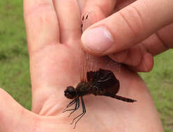 Image of Carolina Saddlebags