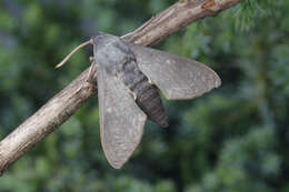 Image of dusky hawk-moth