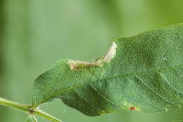 Image of Rowan Midget