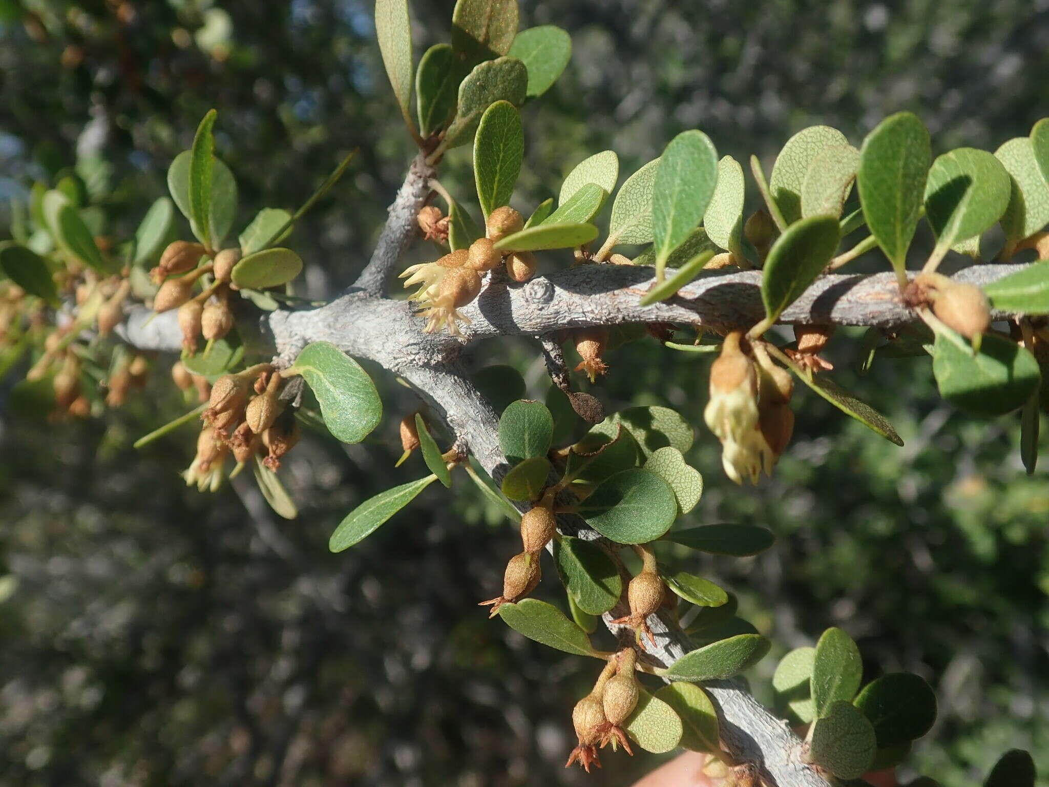 Image of Capurodendron androyense Aubrév.