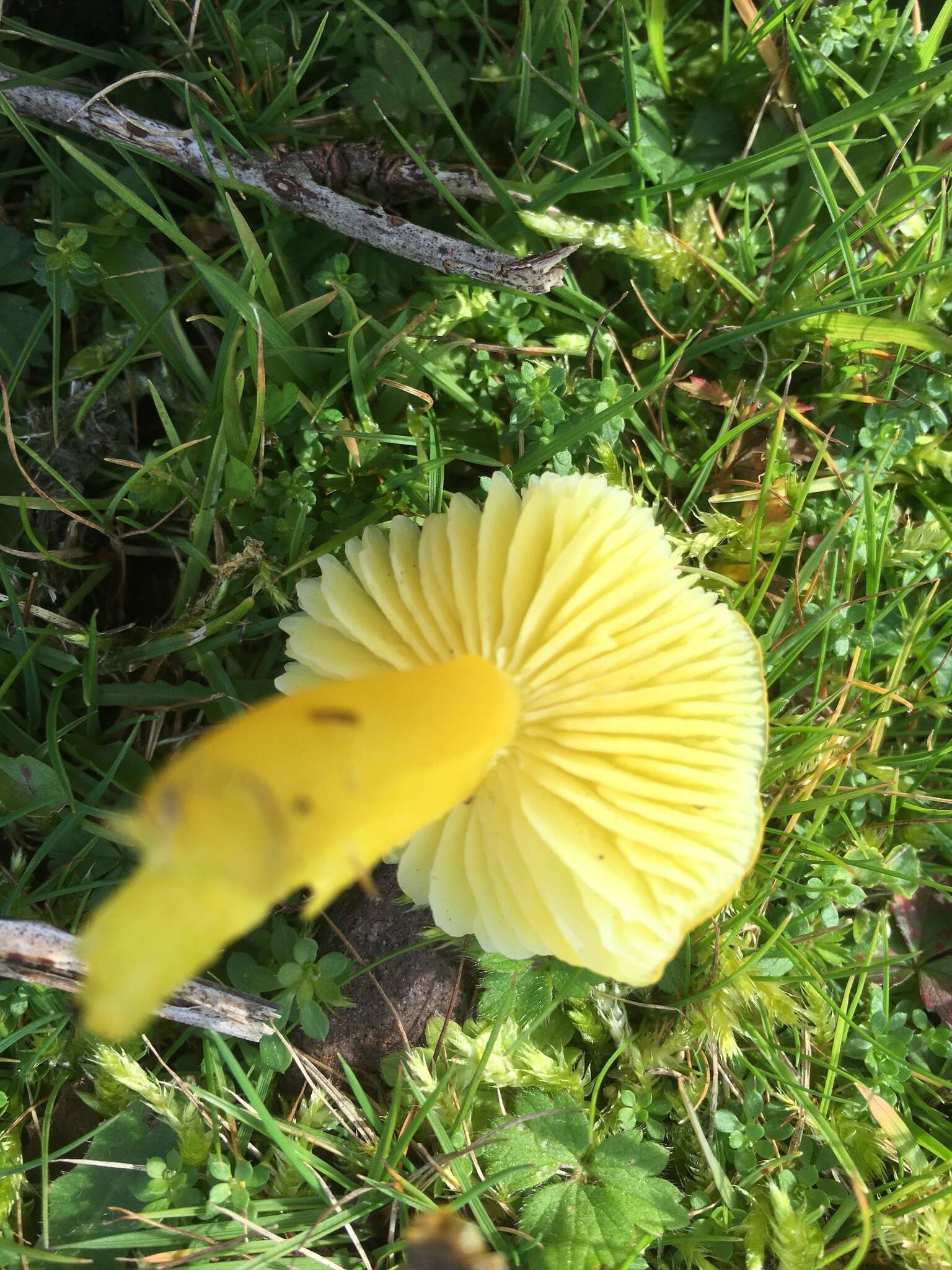 Hygrocybe chlorophana (Fr.) Wünsche 1877 resmi