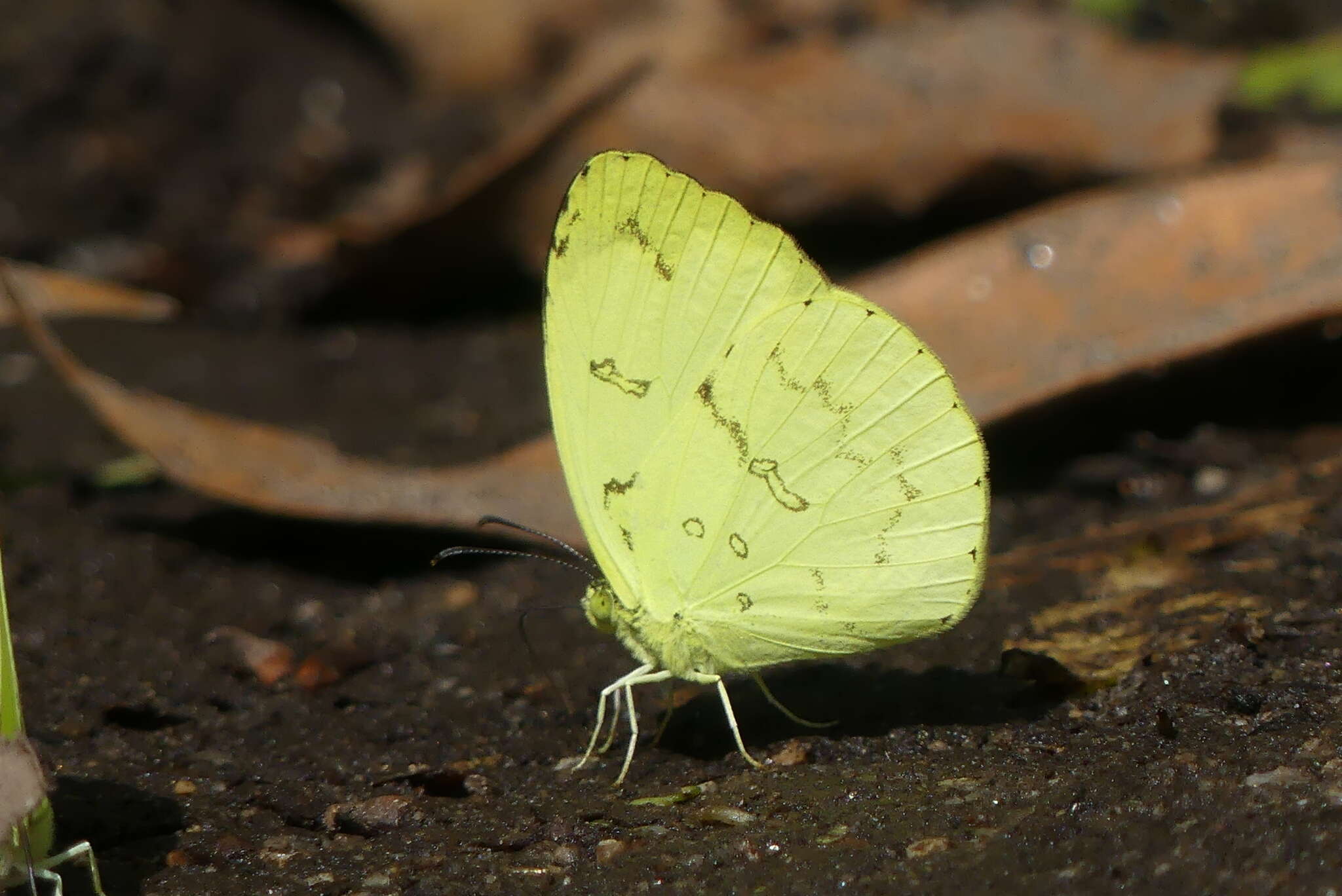 Image of Eurema simulatrix (Staudinger 1891)