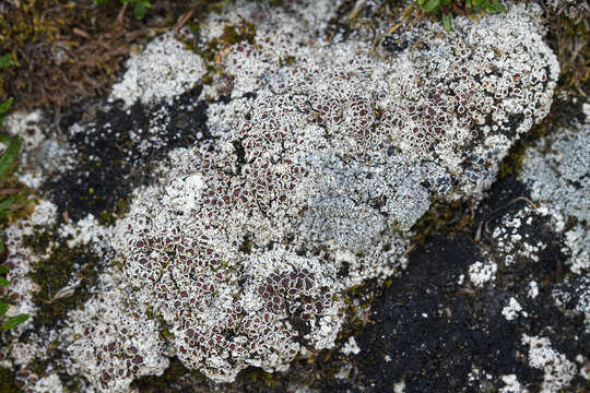 Image of rim lichen