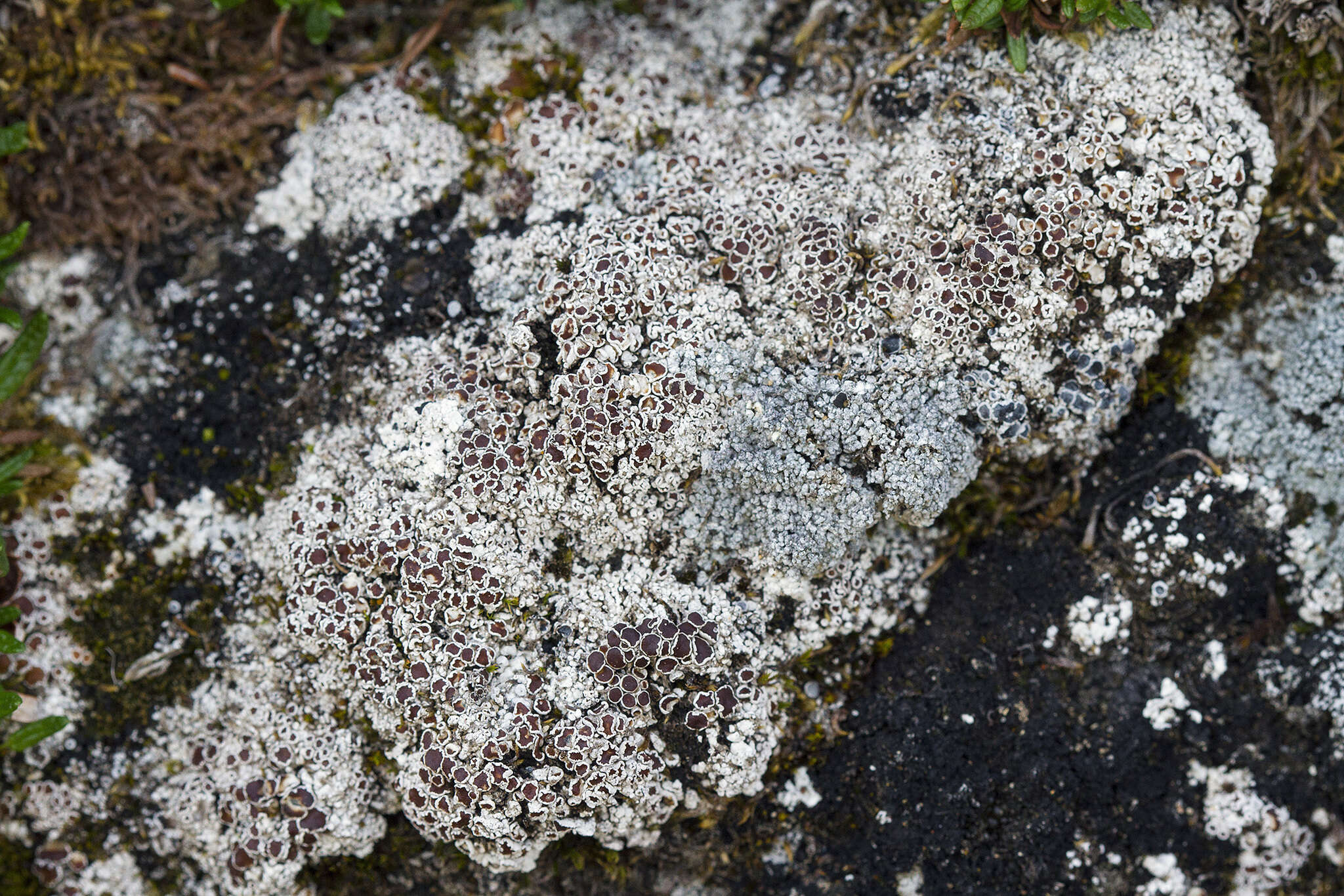 Слика од Lecanora epibryon (Ach.) Ach.