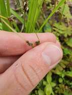 Image of Isolepis reticularis Colenso