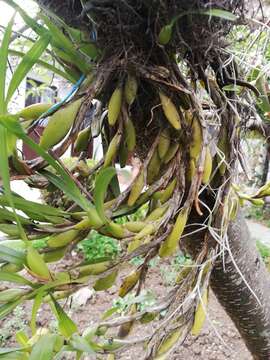 Image of Maxillaria variabilis Bateman ex Lindl.