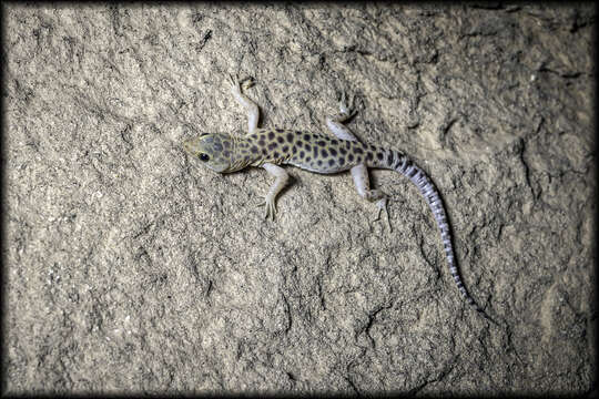 Image of Sandstone Night Lizard