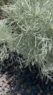 Imagem de Artemisia mauiensis (A. Gray) Skottsberg