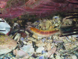 Image of Rainbow Slender Wrasse