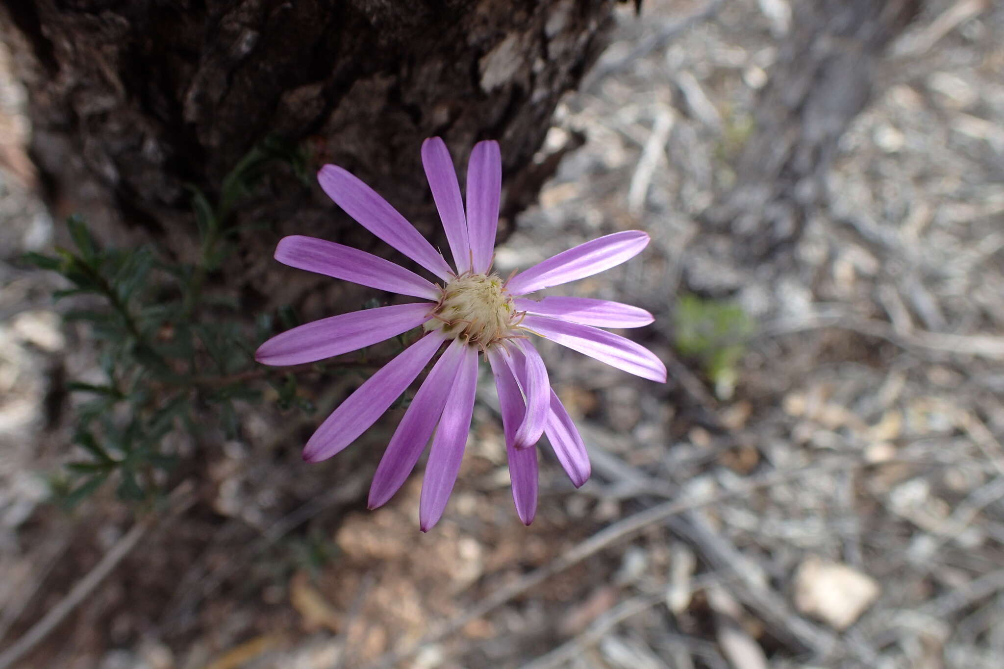 Image of Olearia magniflora F. Müll.