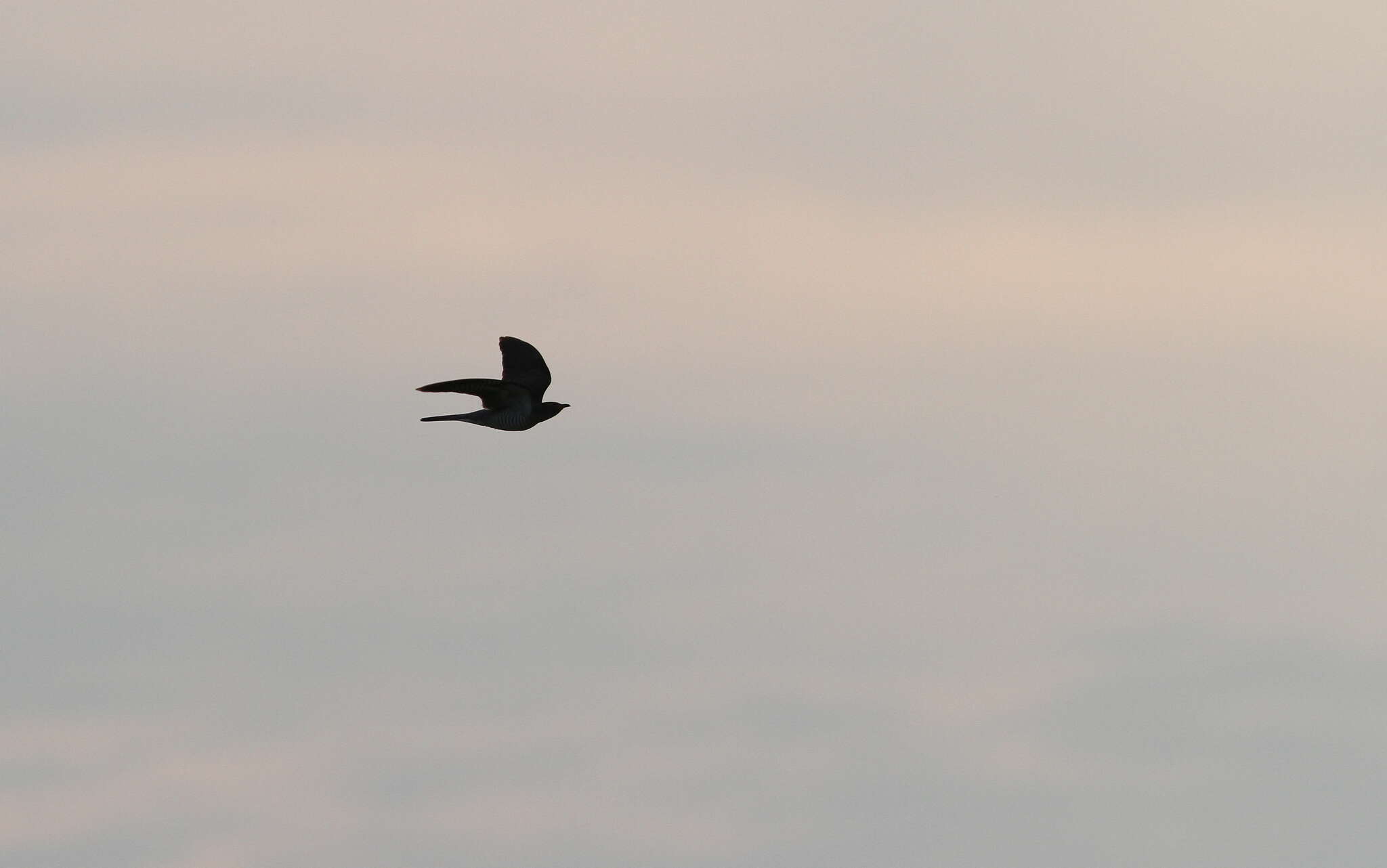 Image of Indian Cuckoo