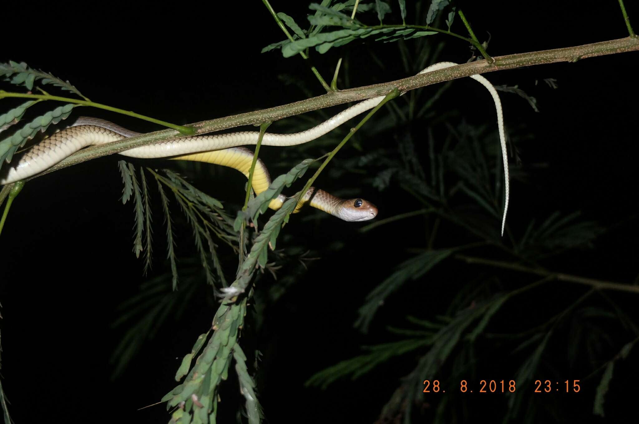 Image of Chinese Ratsnake