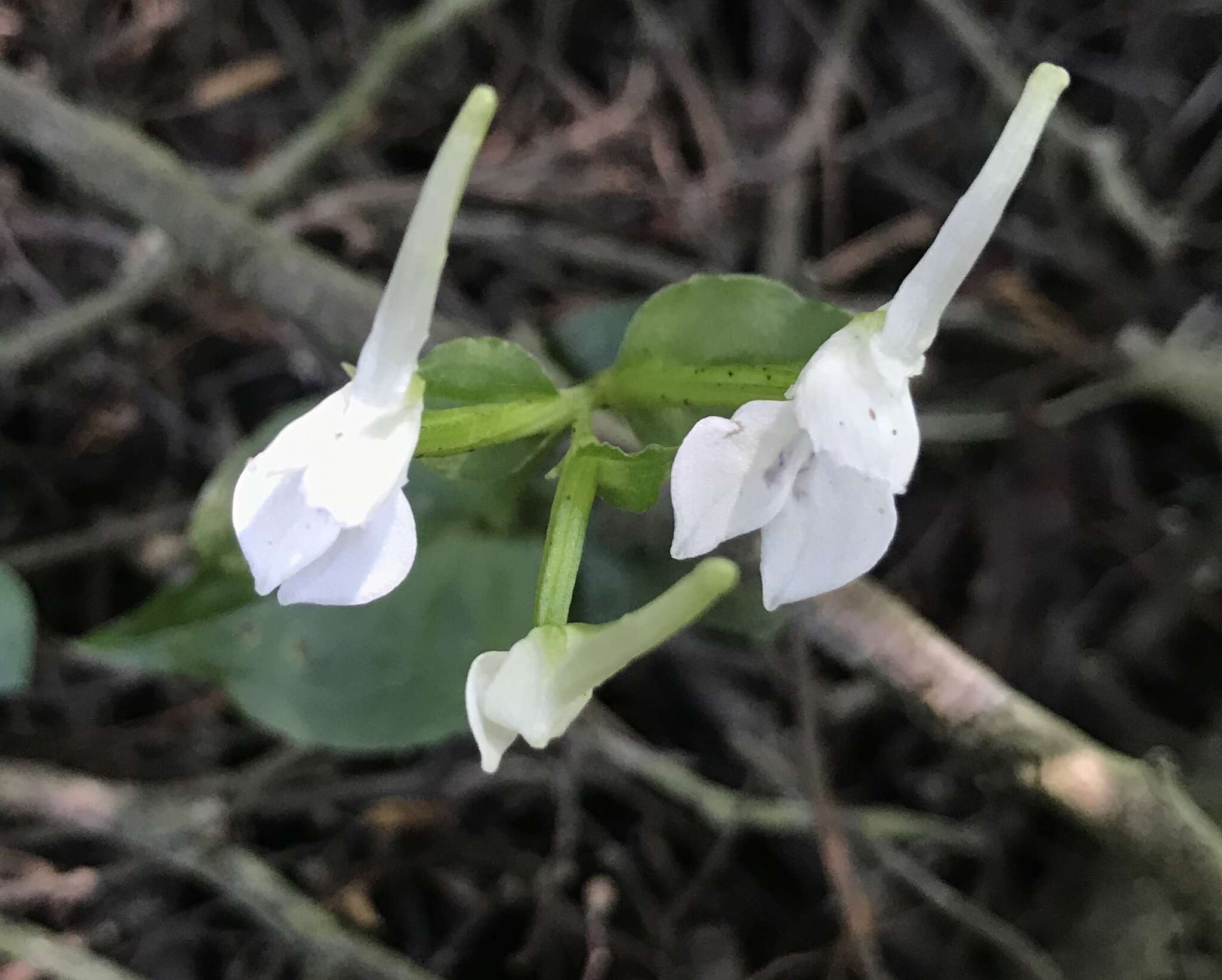 Image of Disperis anthoceros var. anthoceros