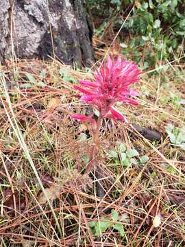 Слика од Pedicularis aurantiaca (E. F. Sprague) Monfils & Prather