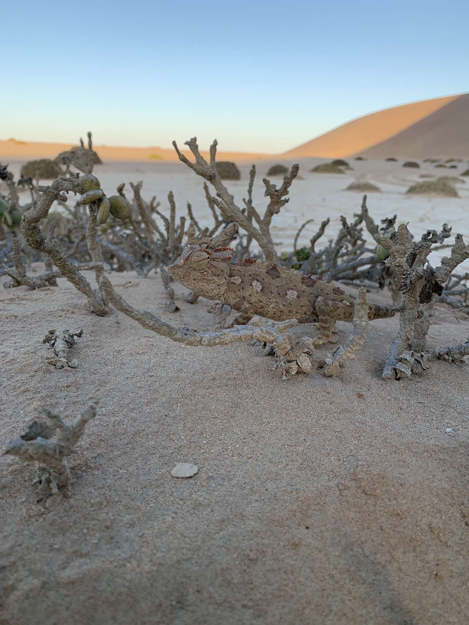 Image of Desert Chameleon