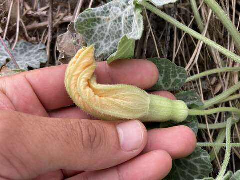 Image of Cucurbita cordata S. Watson