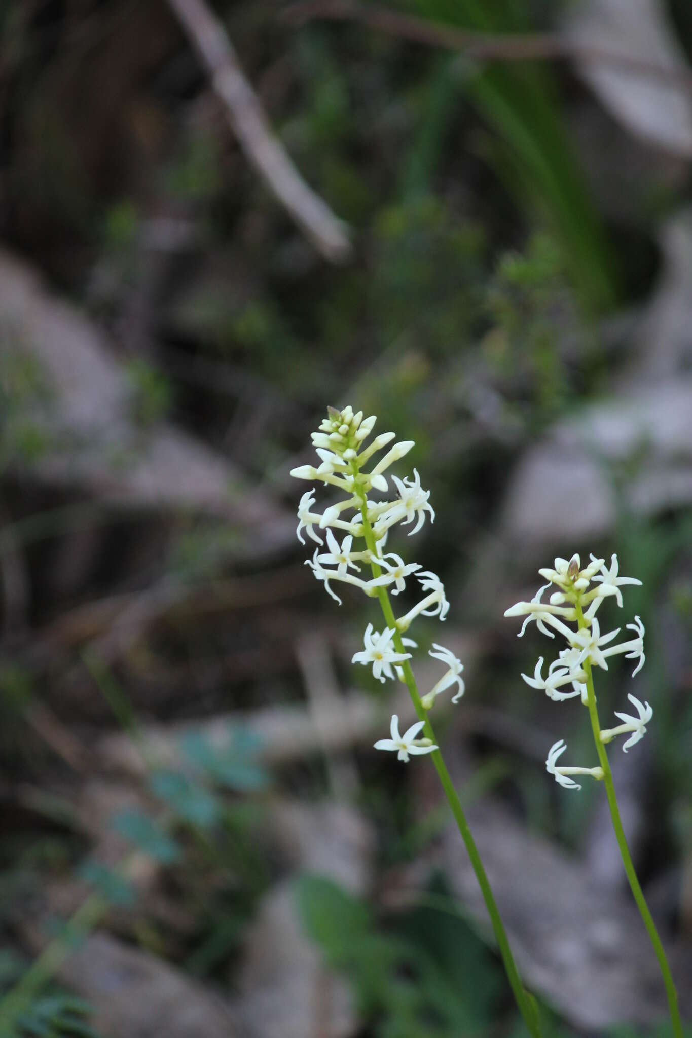 Image of Stackhousia monogyna Labill.