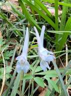 Imagem de Corydalis yanhusuo W. T. Wang ex Z. Y. Su & C. Y. Wu