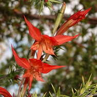 Imagem de Gladiolus quadrangularis (Burm. fil.) Aiton