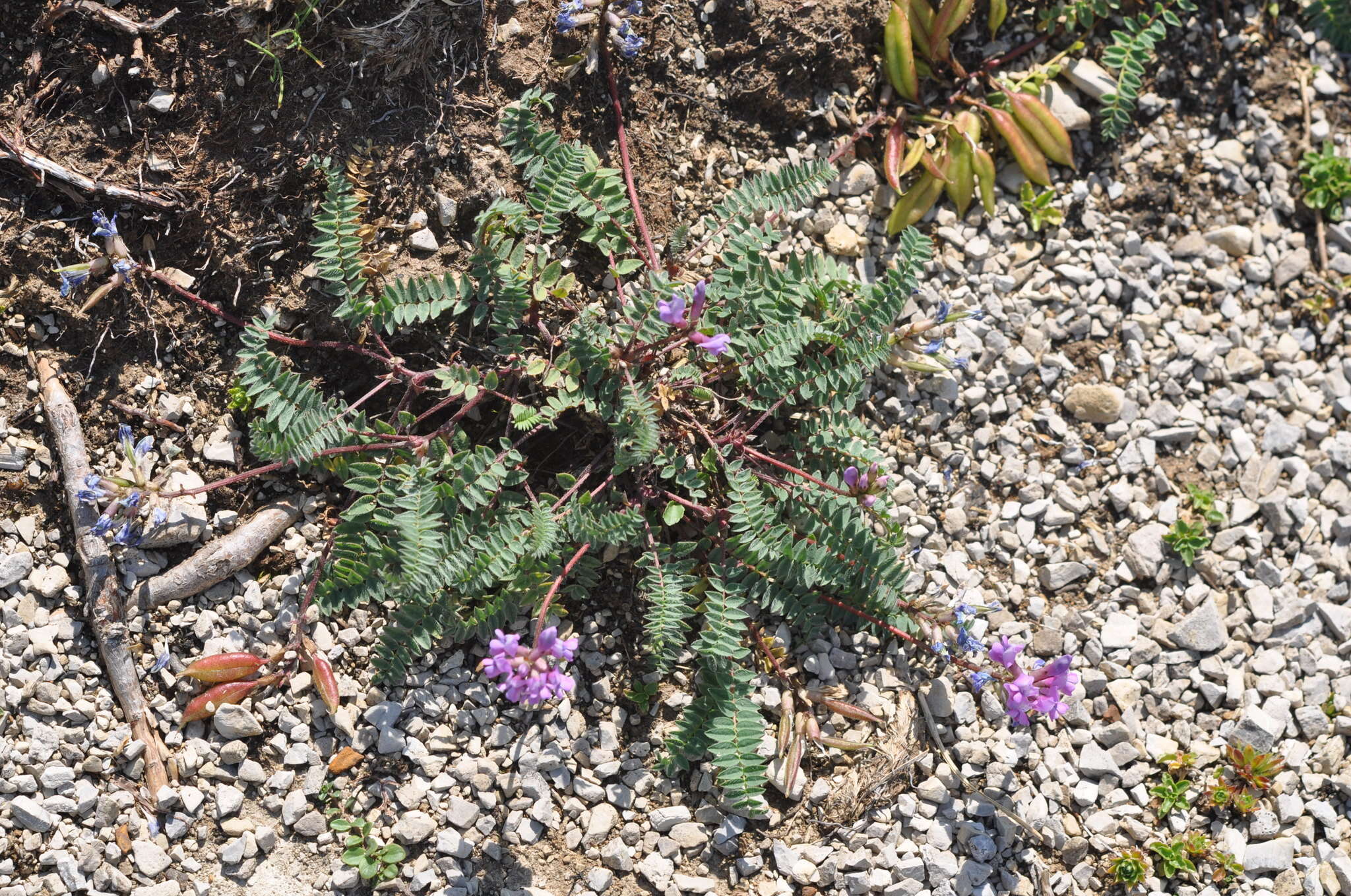 Image de Oxytropis jacquinii Bunge