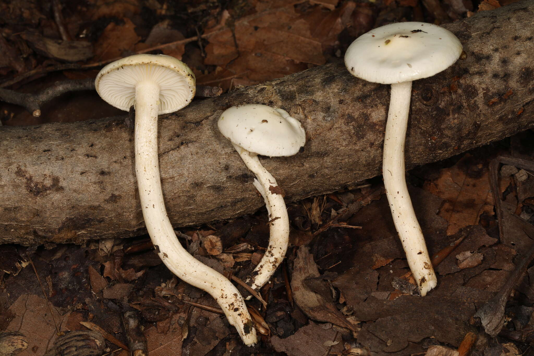 Image of Hygrophorus discoxanthus (Fr.) Rea 1908