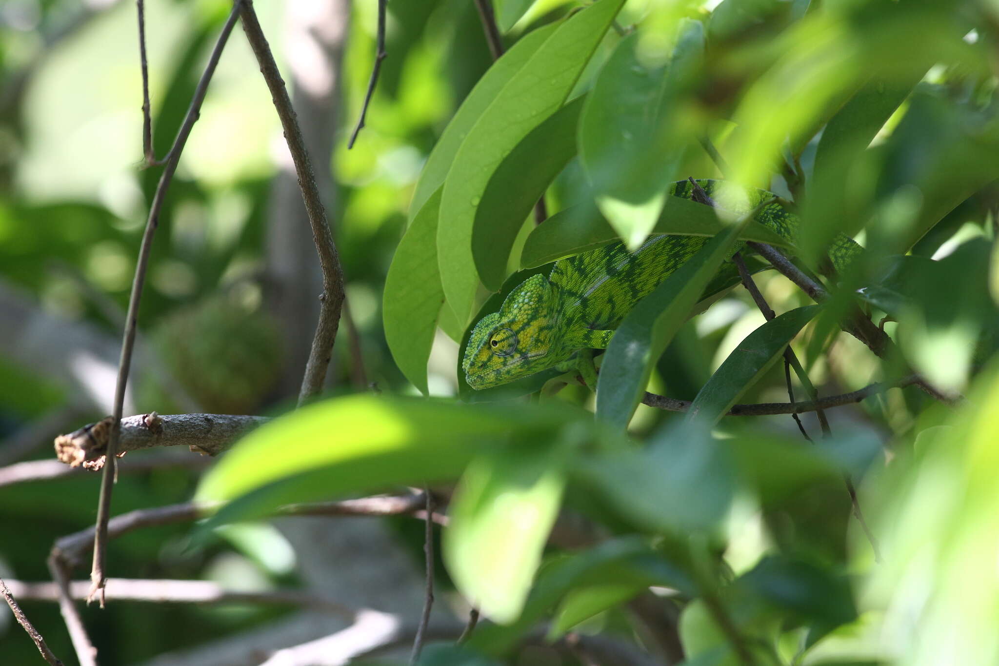 Image of Carpet Chameleon