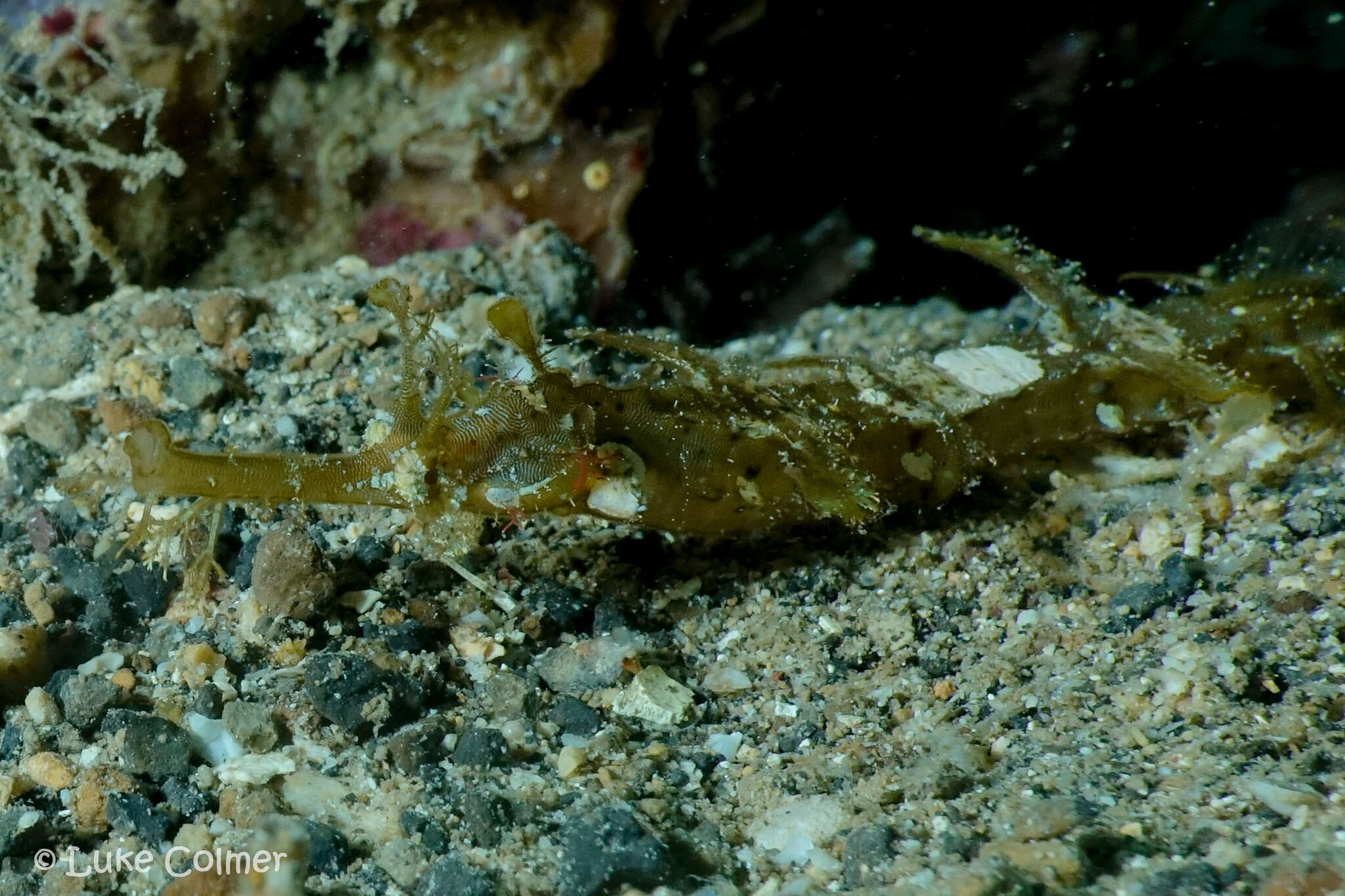 Image de Halicampus macrorhynchus Bamber 1915