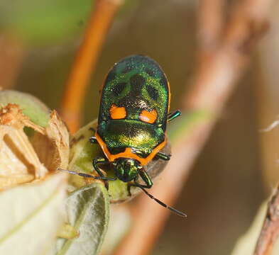 Image of <i>Scutiphora pedicellata</i>