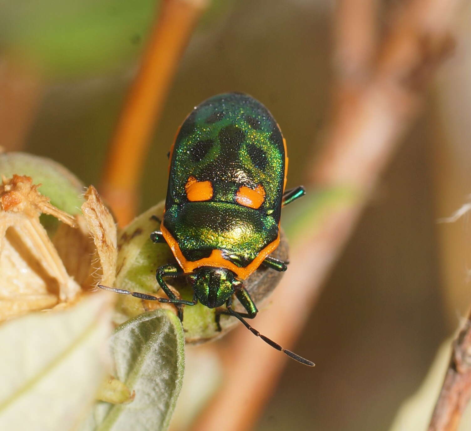 Image of <i>Scutiphora pedicellata</i>