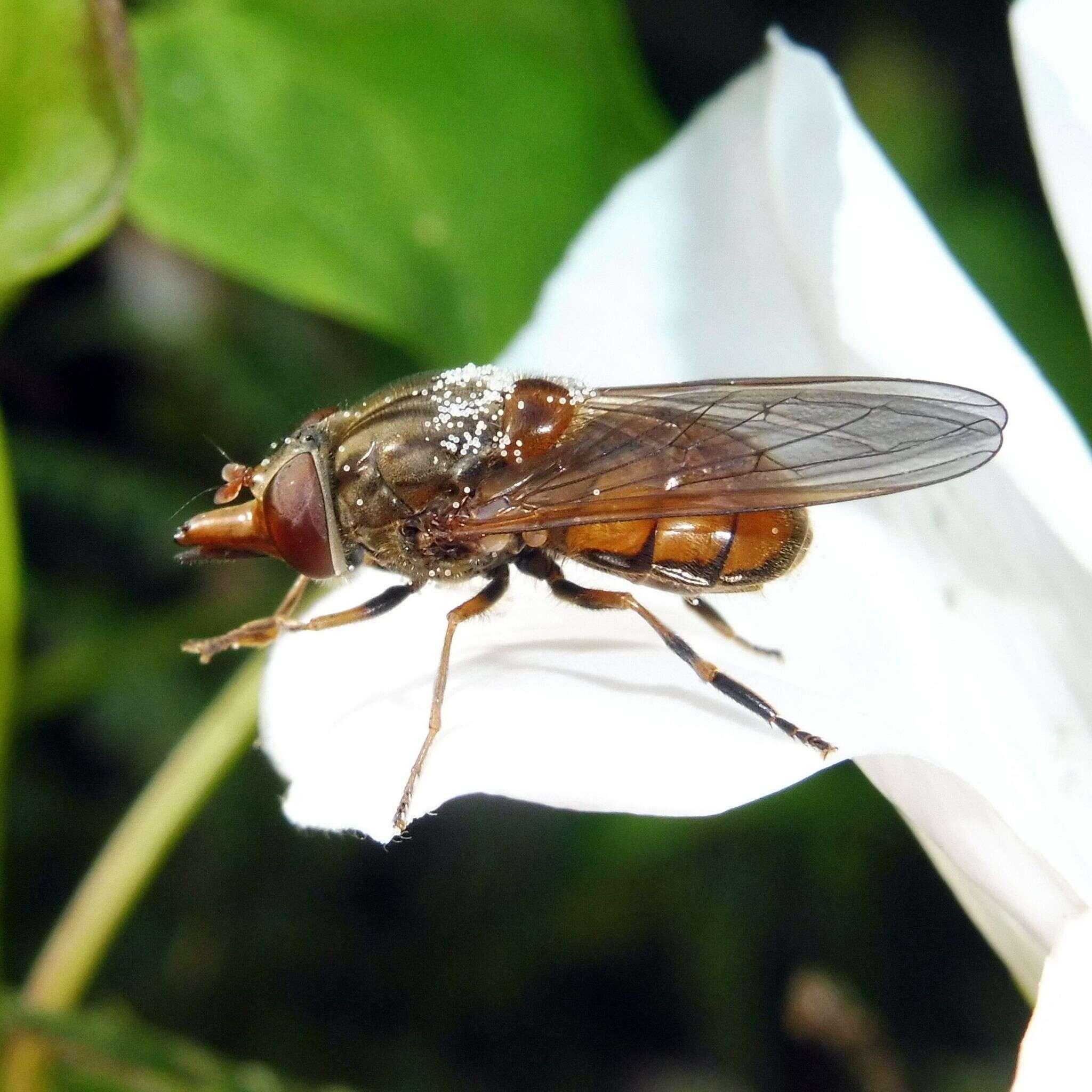 Image of Rhingia campestris Meigen 1822