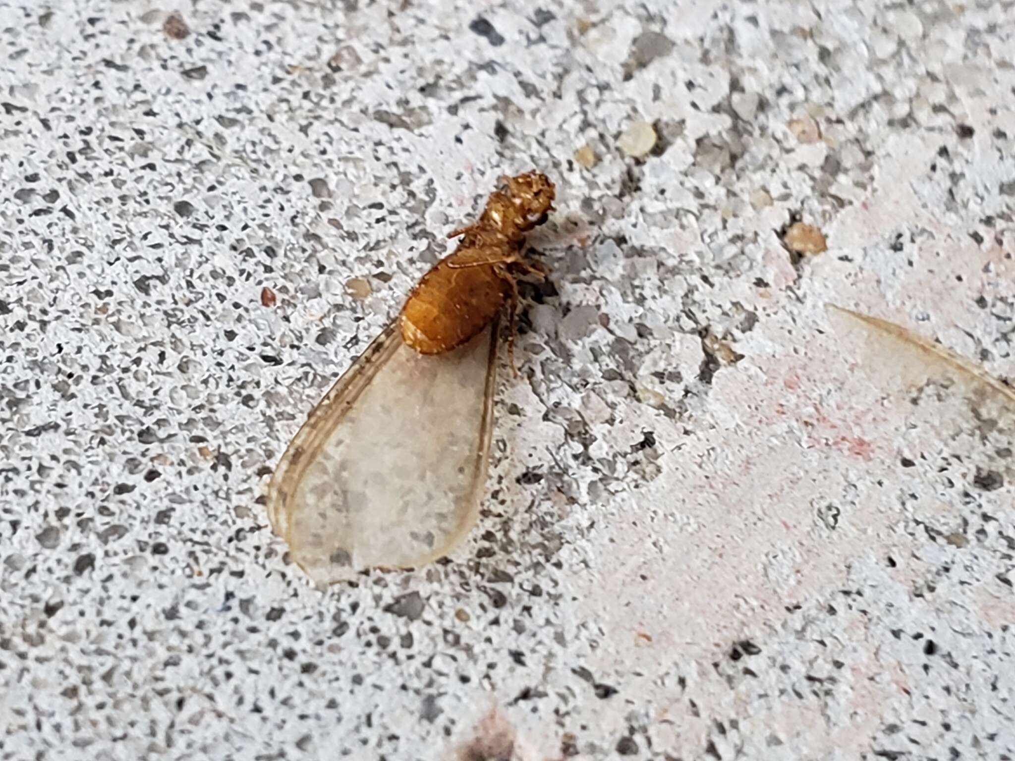 Image of Formosan subterranean termite