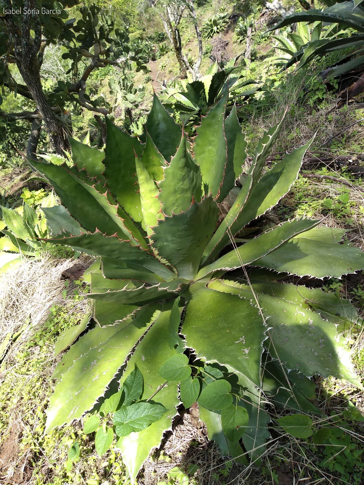 Image of Agave cupreata Trel. & A. Berger