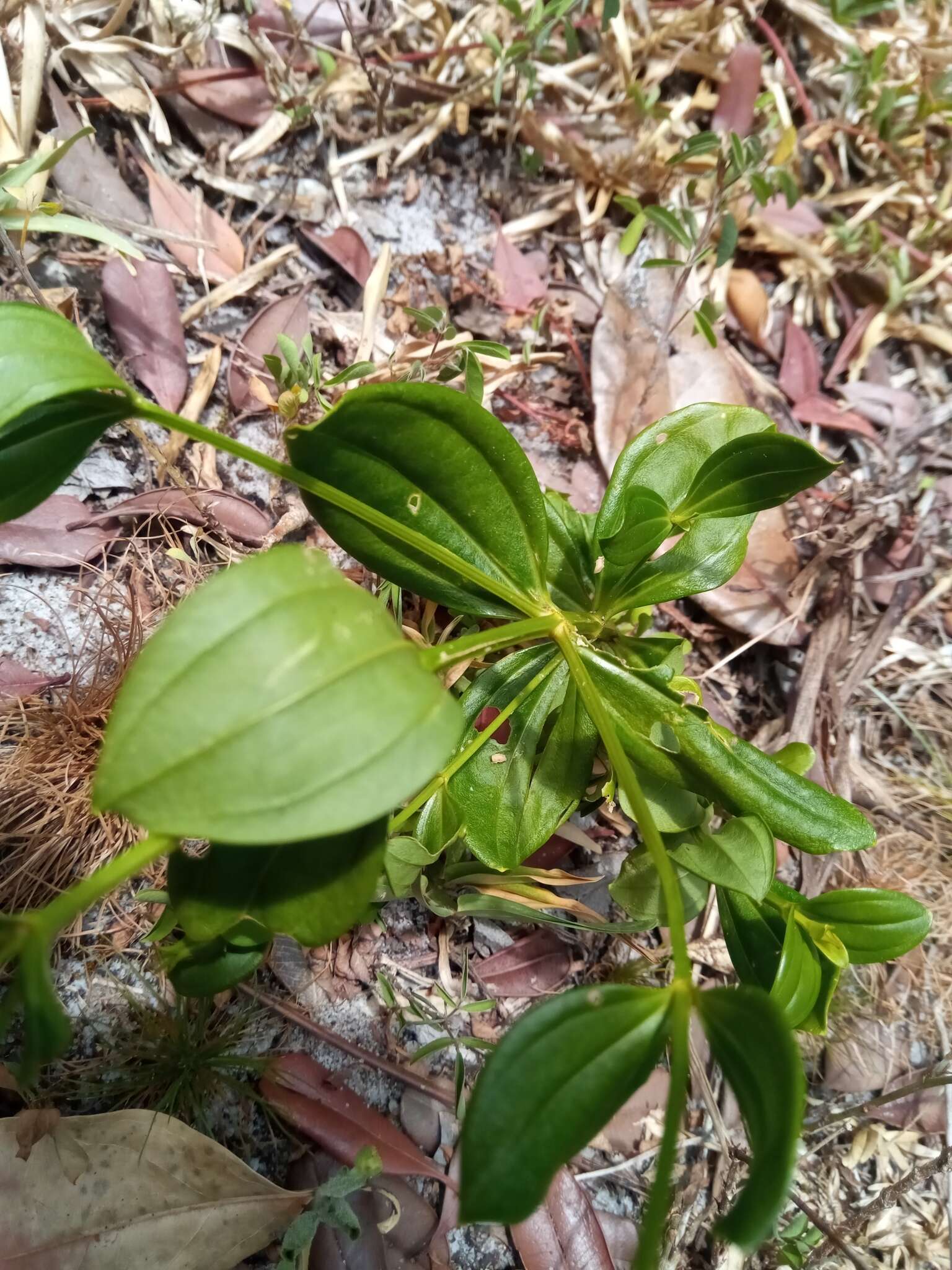 Image of Tachiadenus carinatus (Desr.) Griseb.