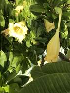 Imagem de Solandra longiflora (Britton & Wilson) Tussac