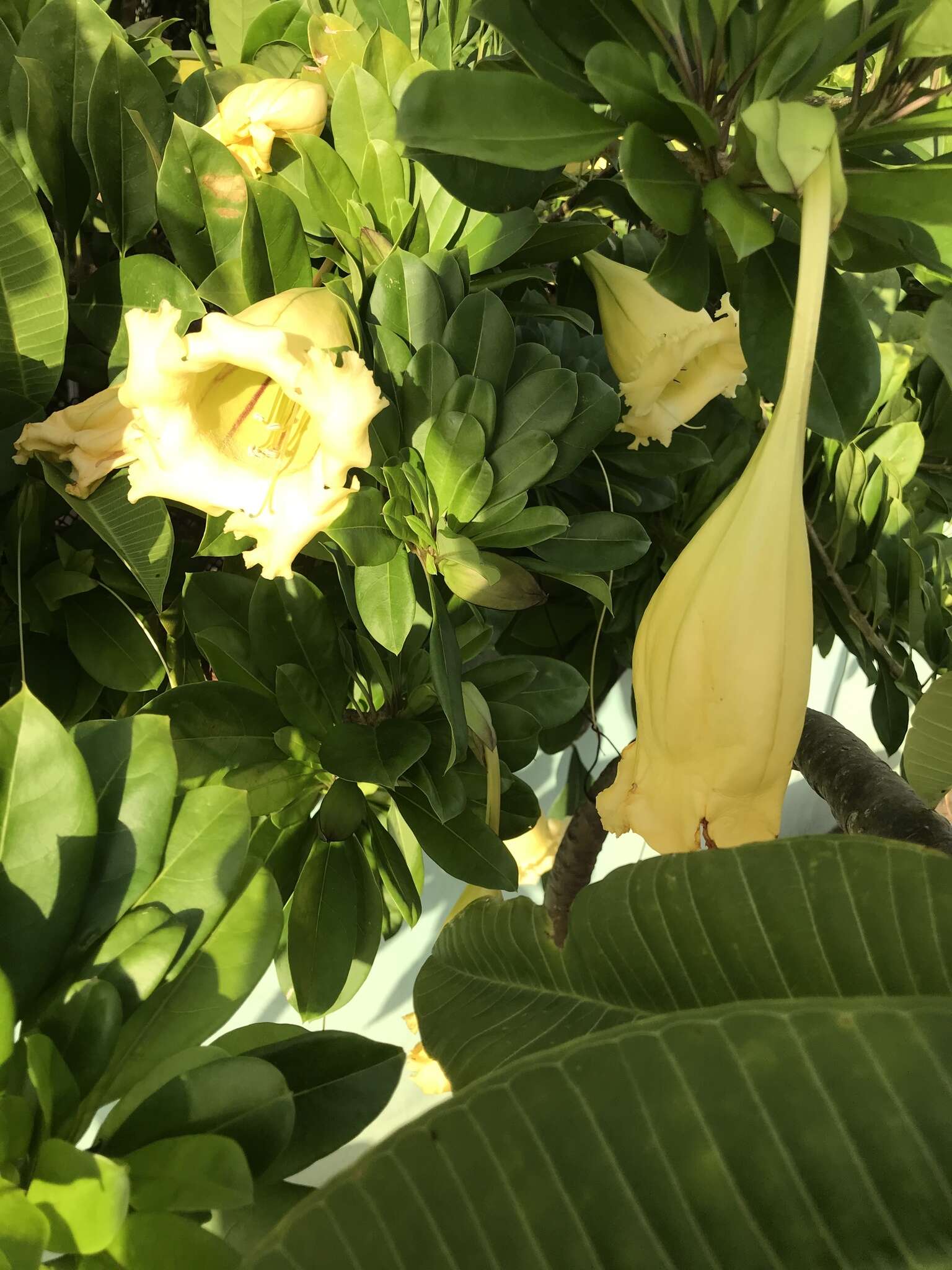 Plancia ëd Solandra longiflora (Britton & Wilson) Tussac