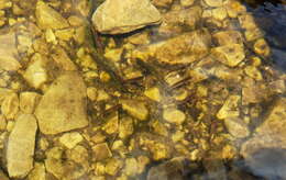 Image of Broad-finned galaxias